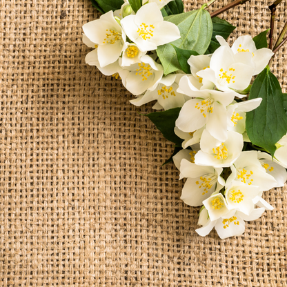 Jasmine